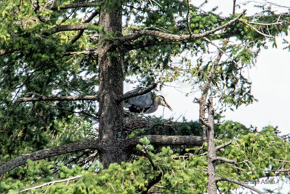June 26 - Adult Heron regurgitating food for heron chicks (unseen).