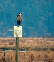 Great Blue Heron with a Message 1 - Living Forest - Nanaimo - 1200mm