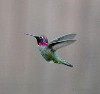 Anna's Hummingbird in Flight