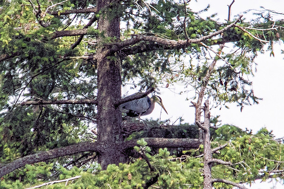 June 26 - Adult Heron on nest.