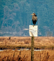 Great Blue Heron with a Message 3 - Living Forest - Nanaimo - 1200mm