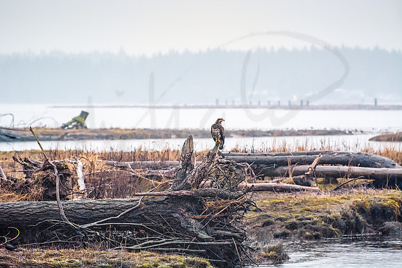 Eagle on Driftwood in Estuary 1