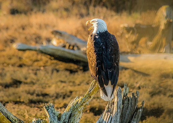 Bald Eagle Calling in Late Afternoon at Englishman Estuary 3