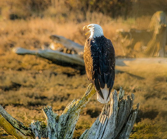 Bald Eagle Calling in Late Afternoon at Englishman Estuary 6