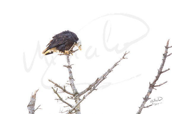 Bald Eagle Cleaning Beak 6