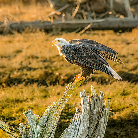 Bald Eagle in Late Afternoon at Englishman Estuary 2b