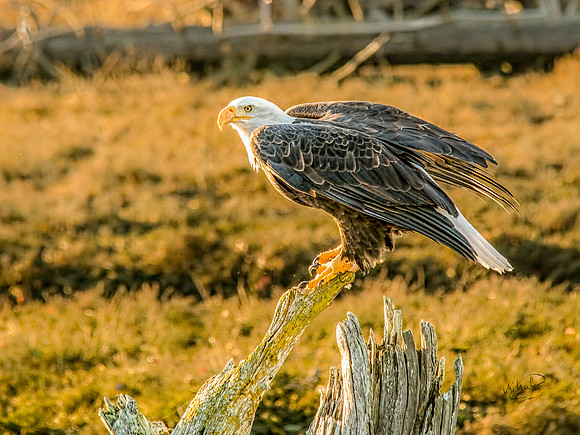 Bald Eagle in Late Afternoon at Englishman Estuary 2c