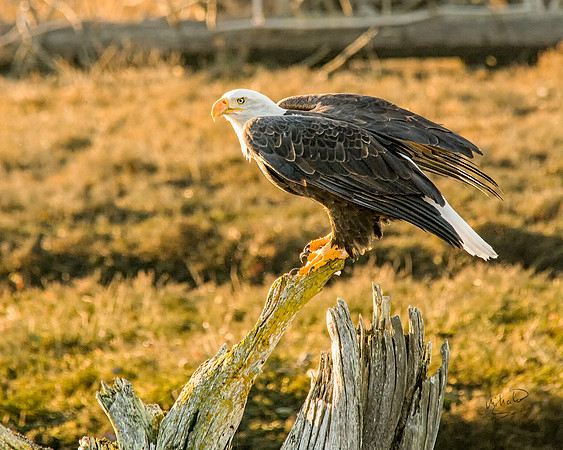 Bald Eagle in Late Afternoon at Englishman Estuary 3