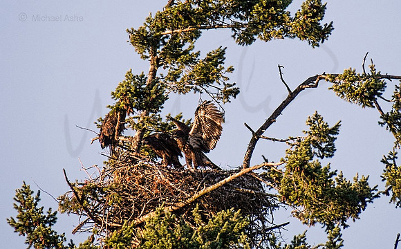 July 12 - Eagle Nest in late afternoon.