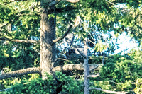 June 1 - Two Herons Nesting 4