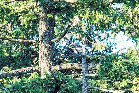 June 1 - Two Herons Nesting 4