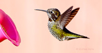 Young Anna's Hummingbird at Feeder *