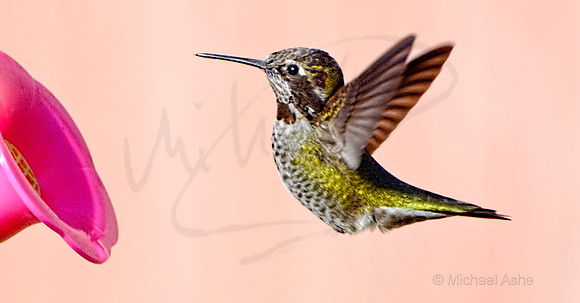 Young Anna's Hummingbird at Feeder *