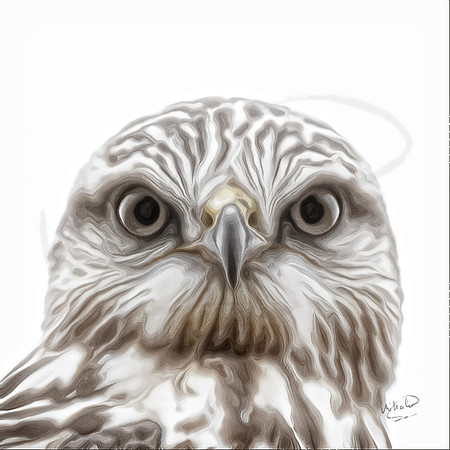Sharp Legged Hawk Up Close 1 A-006