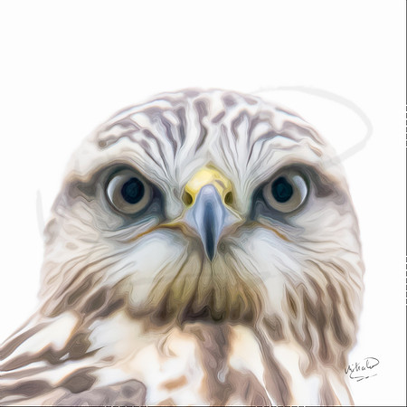 Sharp Legged Hawk Up Close 1 A-014