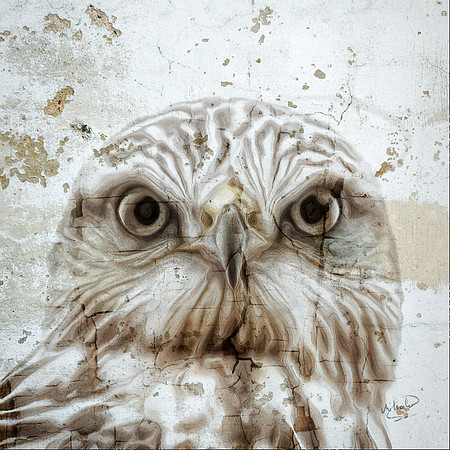 Sharp Legged Hawk Up Close A-022-2