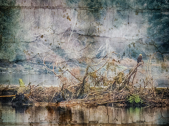 Bald Eagle on Fallen Tree (art) 1