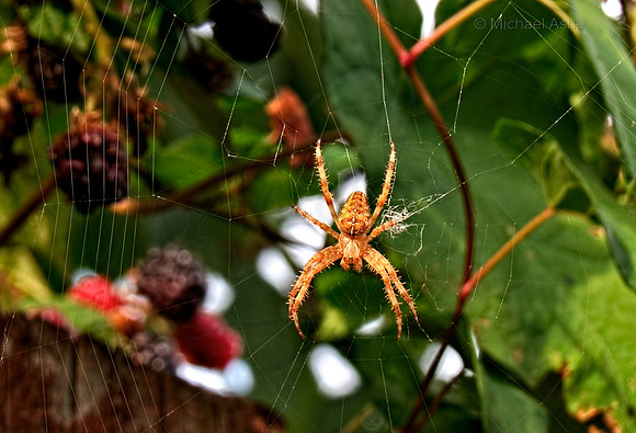 Orb Spider on Rasberry Bush - Nanaimo