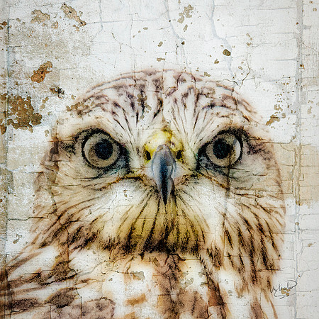 Sharp Legged Hawk Up Close A-024-2