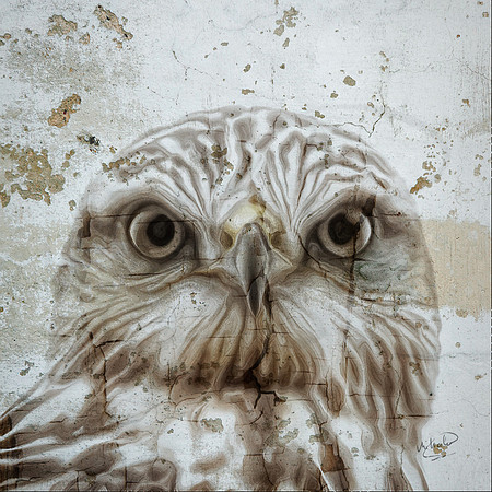 Sharp Legged Hawk Up Close A-022