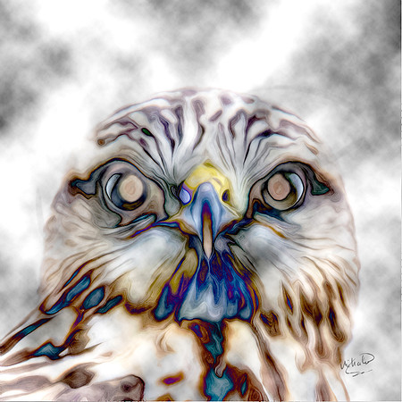 Sharp Legged Hawk Up Close 1 A-017