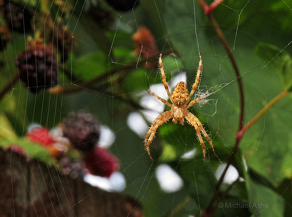 Orb Spider on Rasberry Bush - Nanaimo