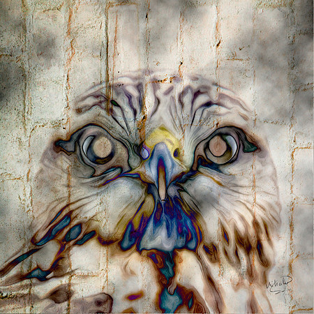 Sharp Legged Hawk Up Close A-023