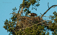 April 30 - Adult Bald Eagle is feeding one or more yet unseen chick(s).