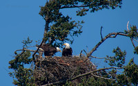 May 7 - Adult Bald Eagles staring intently at something in the bottom of the nest.