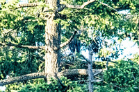 June 1 - Two Herons Nesting 5