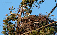 May 1 - Adult Bald Eagle sitting on nest. Don't 'mess' with her!