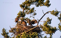 July 12 - Eagle Nest in late afternoon.