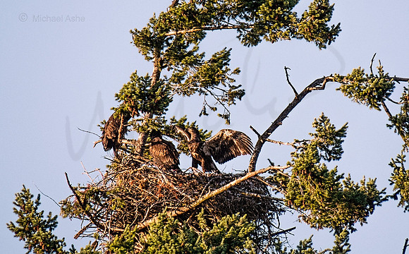 July 12 - Eagle Nest in late afternoon.