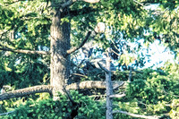 June 1 - Two Herons Nesting 3
