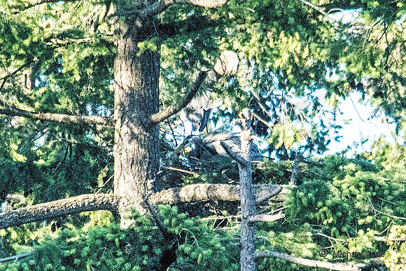 June 1 - Two Herons Nesting 3