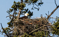 May 7 - Adult Bald Eagle sitting on nest.