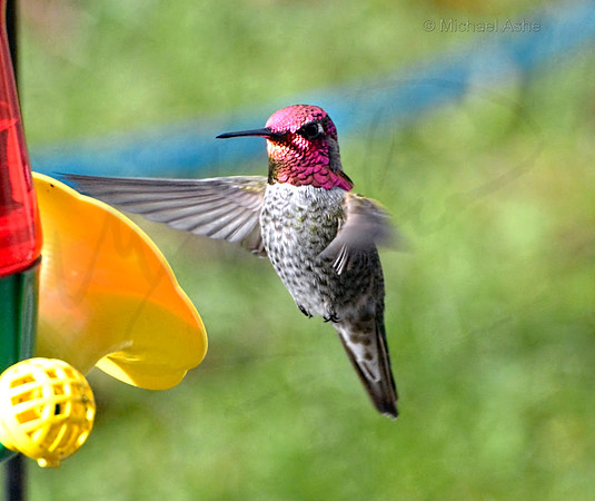 Anna's Hummingbird Hovering at Feeder - Nanaimo - 450mm