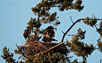 July 12 - Eagle Nest in mid afternoon.