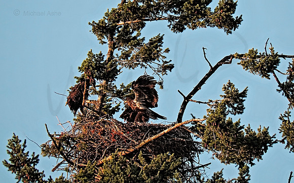 July 12 - Eagle Nest in mid afternoon.