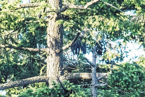 June 1 - Two Herons Nesting 11