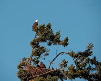 July 12 - Eagle Nest in early afternoon.
