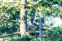 June 1 - Two Herons Nesting 1