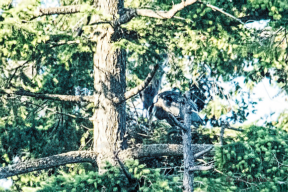 June 1 - Two Herons Nesting 1