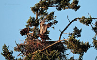 July 12 - Eagle Nest in mid afternoon.