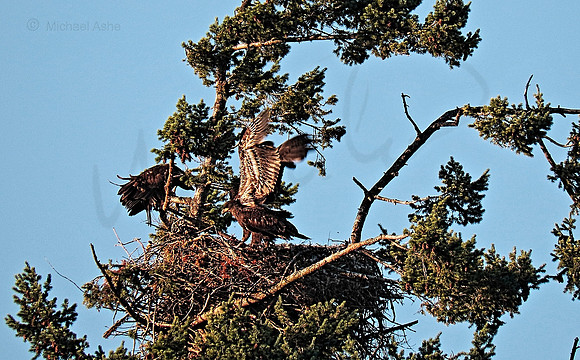 July 12 - Eagle Nest in mid afternoon.