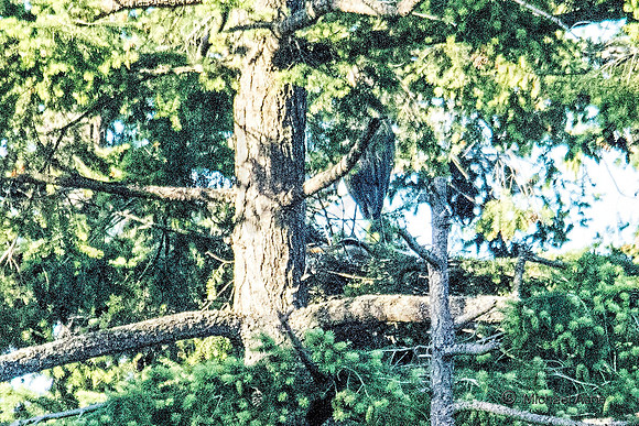 June 1 - Two Herons Nesting 9