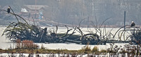 Bald Eagles on Driftwood 3 - Nanaimo Estuary - Living Forest - HDR - 1200mm