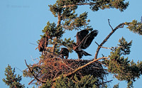 July 12 - Eagle Nest at mid afternoon.