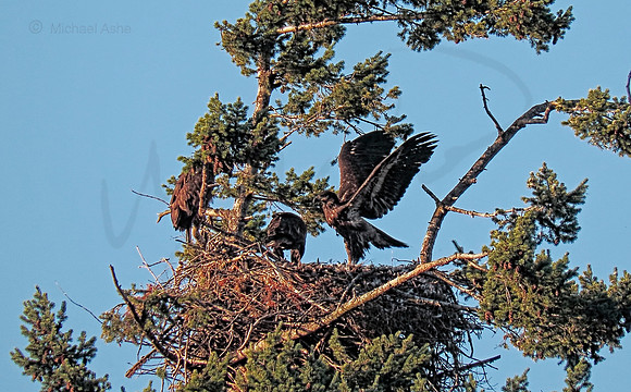 July 12 - Eagle Nest at mid afternoon.
