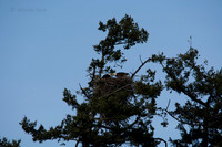 Original uncropped, unprocessed photo of a Bald Eagle Nest, taken with a D7100 @ 800mm, f/11 (6000x4000 pixels)